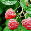 Raspberry Ketone