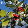 Wintergreen Oil 
