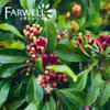 Clove Oil