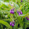 Comfrey Oil 