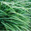 Citronella Oil 