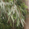 Eucalyptus Citriodora Oil 